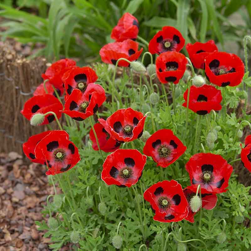 Red Lady Bird Poppy cluster of flowers with green leafy background