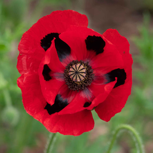 Red Lady Bird Poppy with dark center on a plain dark background