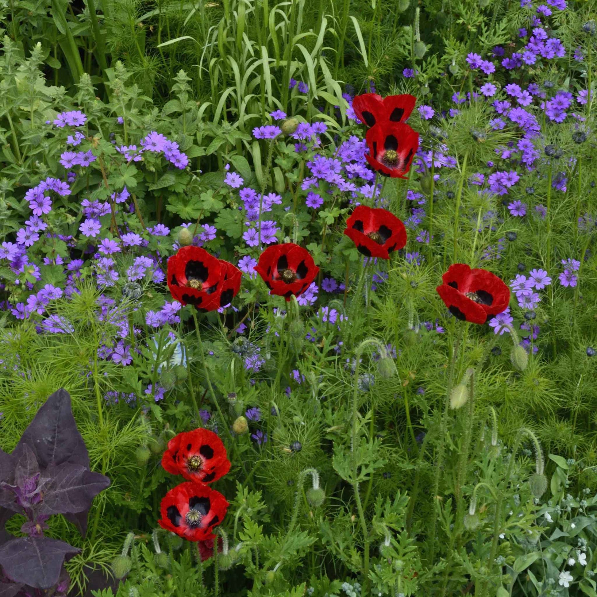 Red Lady Bird Poppy with dark center against a blurred blue and green background