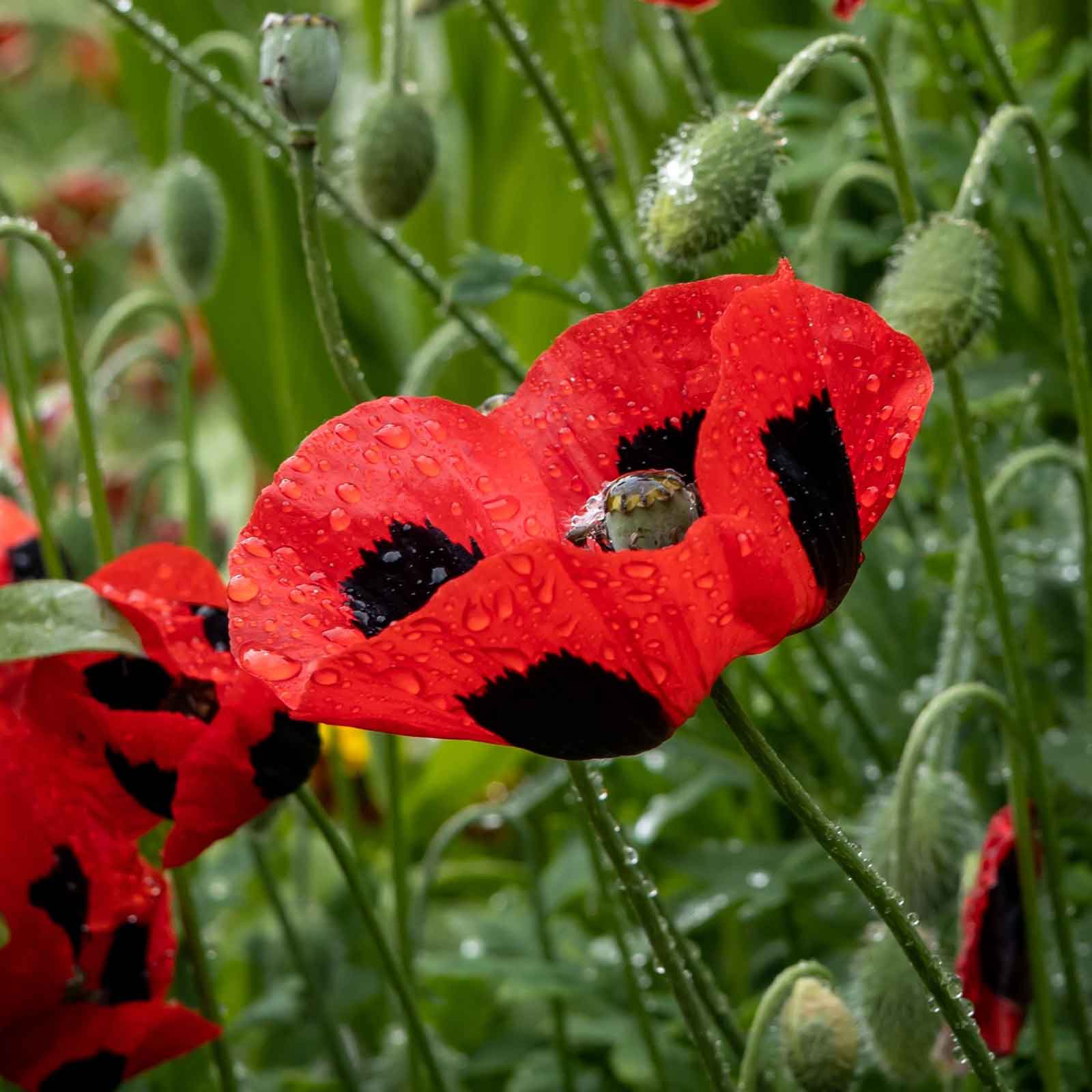 Red Lady Bird Poppy with black spots on a blurred green garden background
