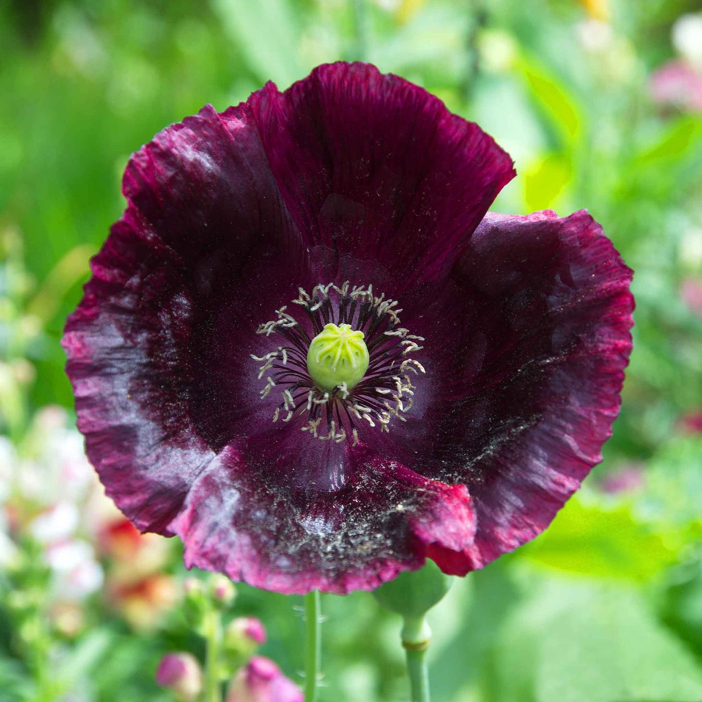 Dark purple Poppy Laurens Grape flower with green center on a green leafy background