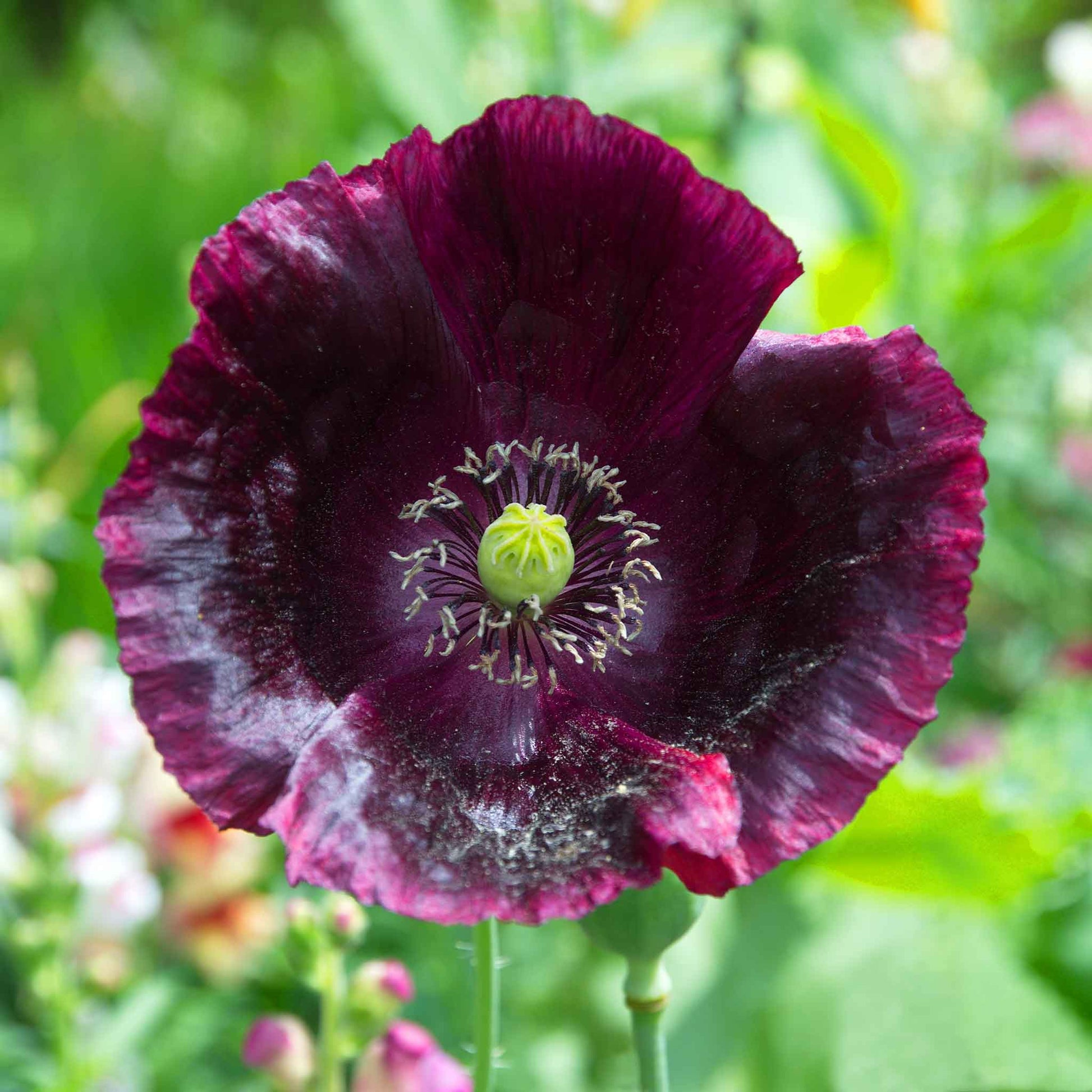 Dark purple Poppy Laurens Grape flower with green center on a green leafy background