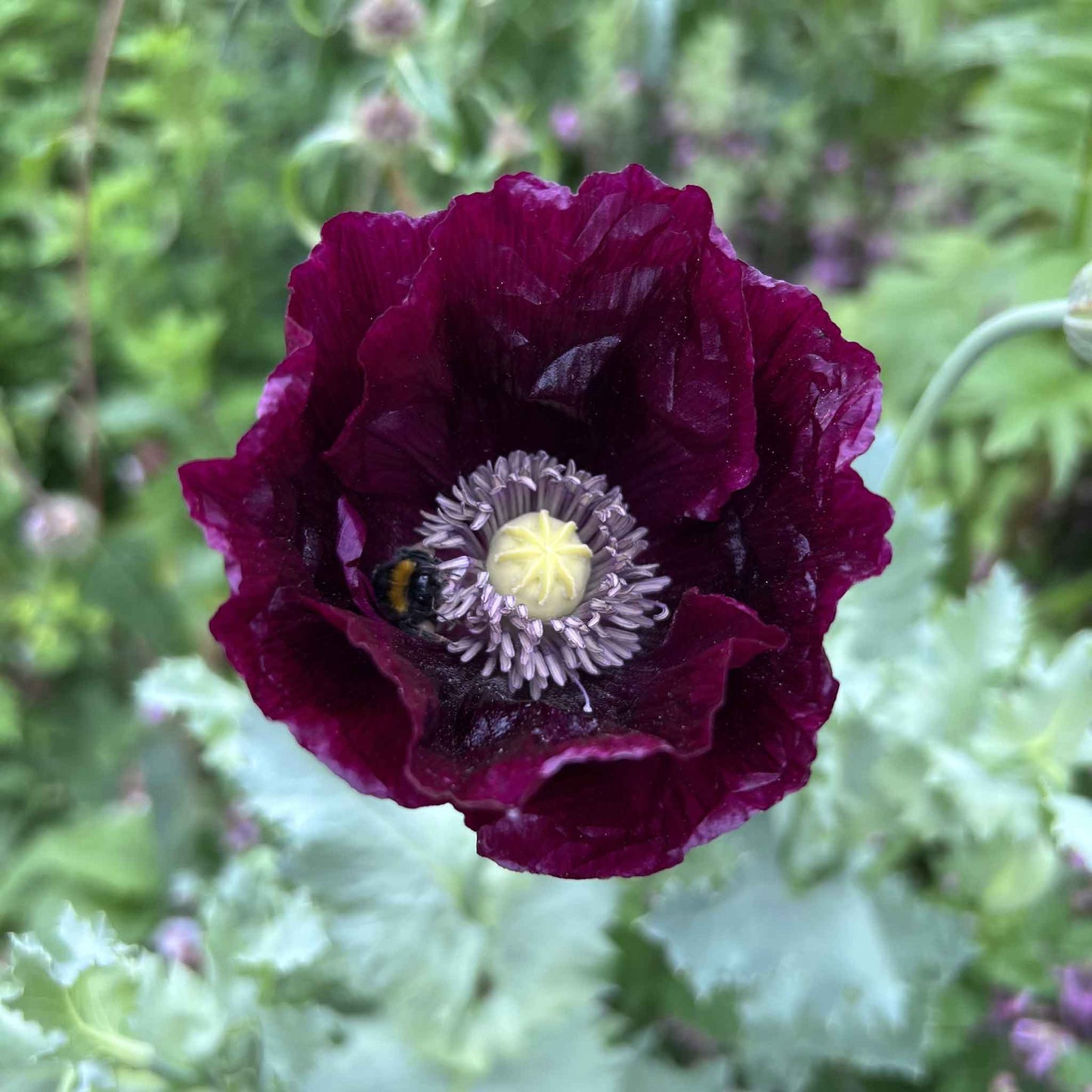 Deep purple Poppy Laurens Grape blooms on a blurred green background