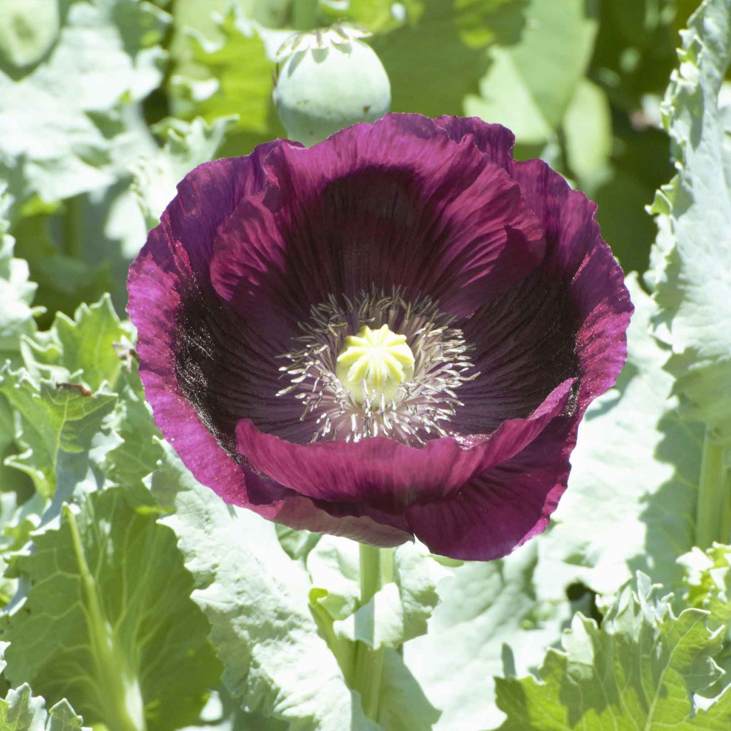 Deep purple Poppy Laurens Grape cluster of flowers on a blurred green background