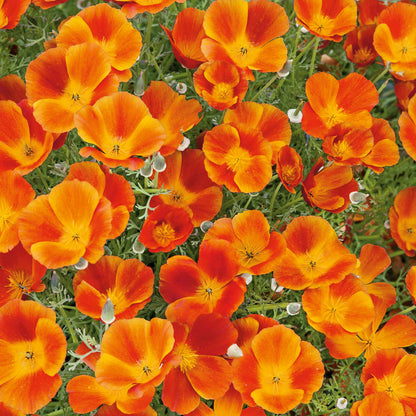 A vibrant red California poppy mikado with delicate petals and a dark center, captured up close.