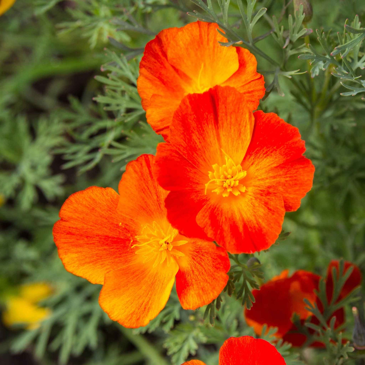 A vibrant close-up of a single Mikado California poppy with ruffled, red petals and a yellow center.