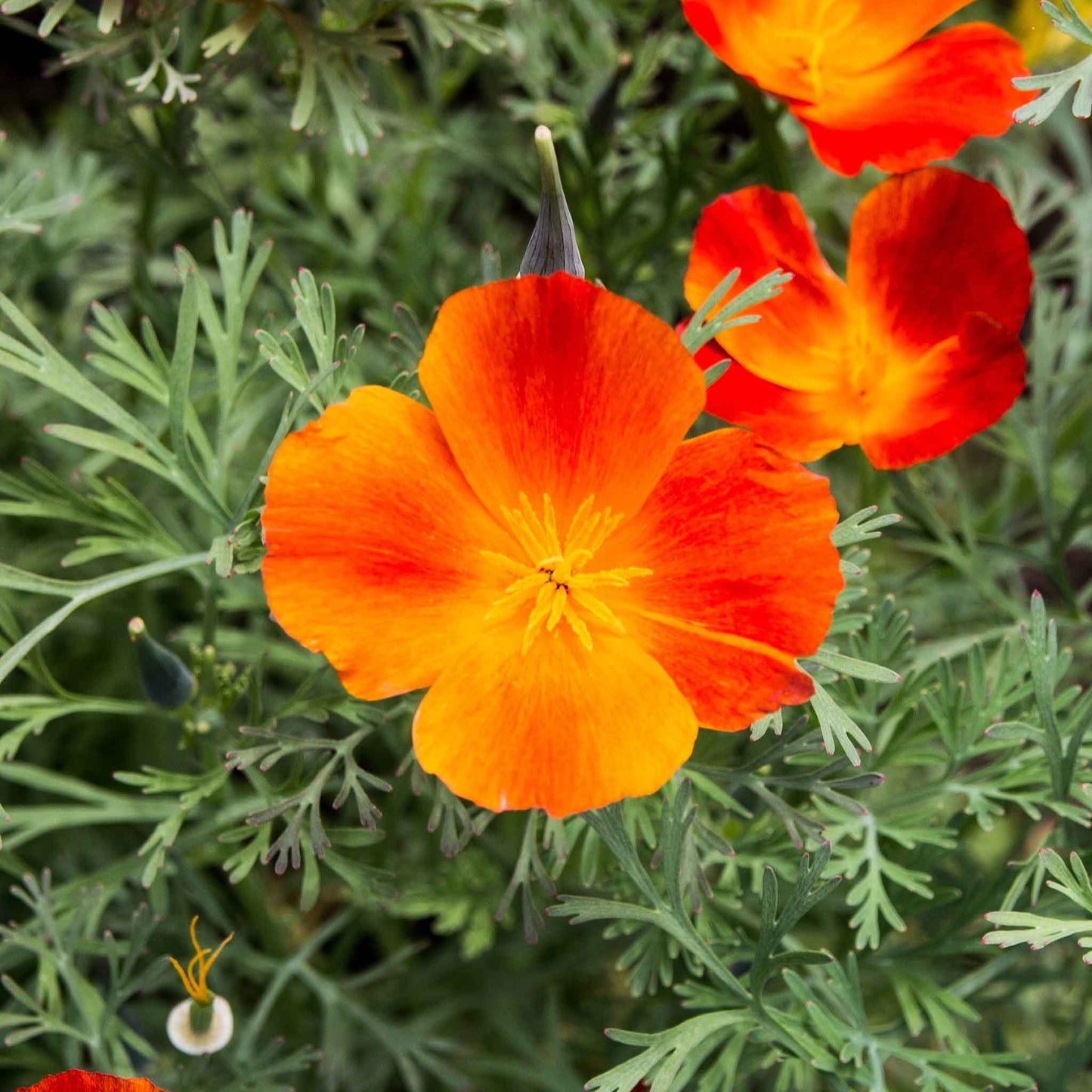 A red-orange mikado poppy, slightly blurred, with a green foliage on a soft background.