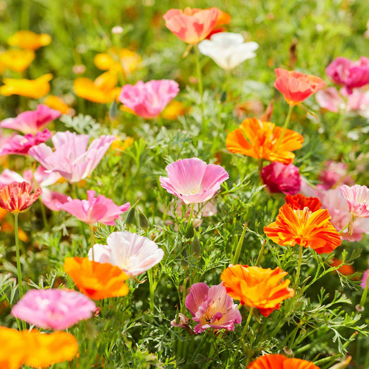 Close-up of a blooming mission bells mix poppy flower with orange petals and a lighter center.