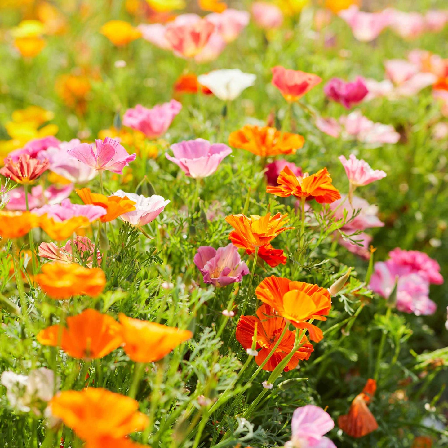 A vibrant, purple California Poppy in full bloom with ruffled petals and a soft, blurred background.