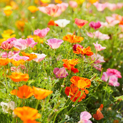 A vibrant, purple California Poppy in full bloom with ruffled petals and a soft, blurred background.