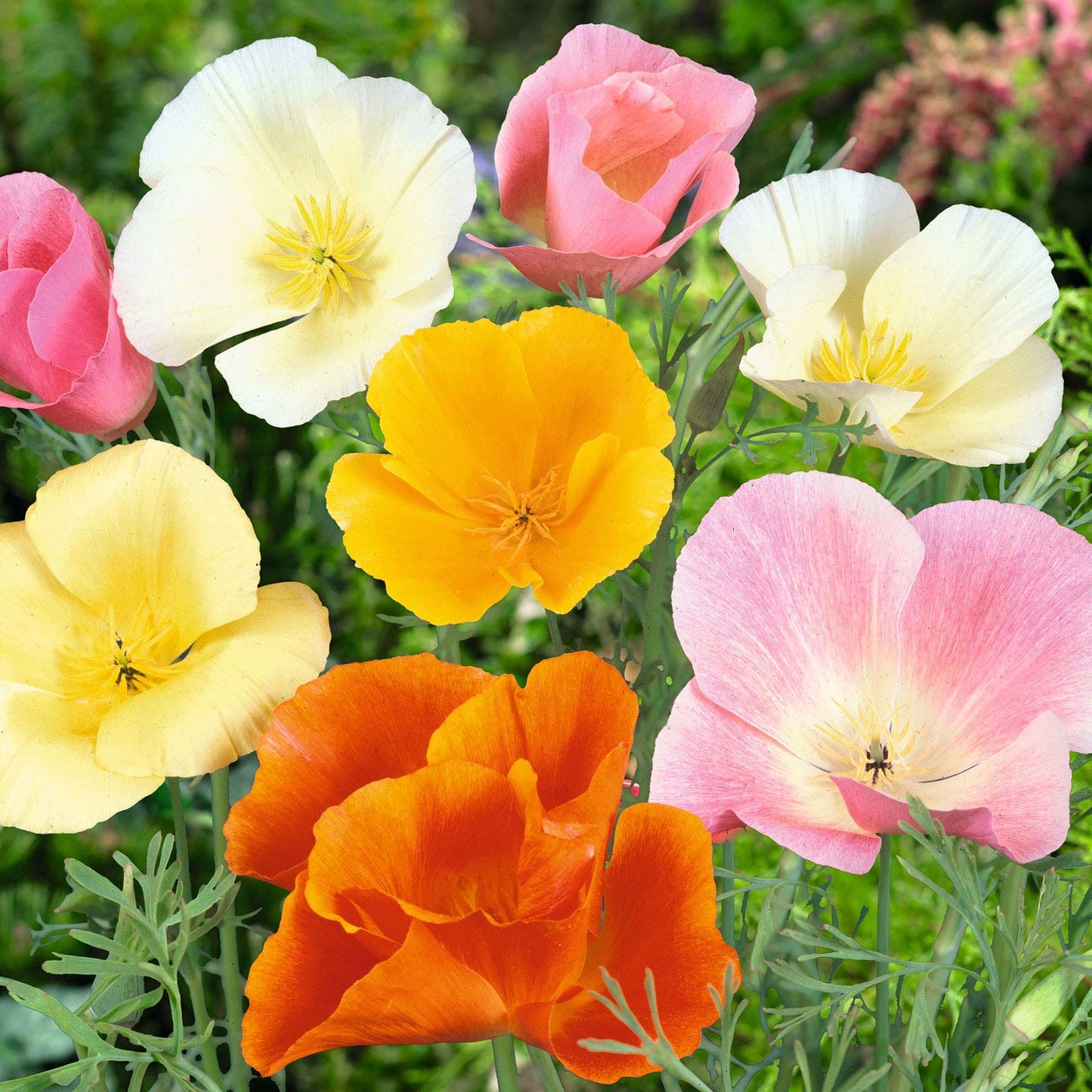 A field of California poppies in a vibrant mix of colors, including orange, yellow, and red.