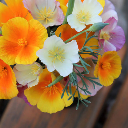A close-up shot of blooming California Poppies in mixed colors, showcasing their vibrant petals.