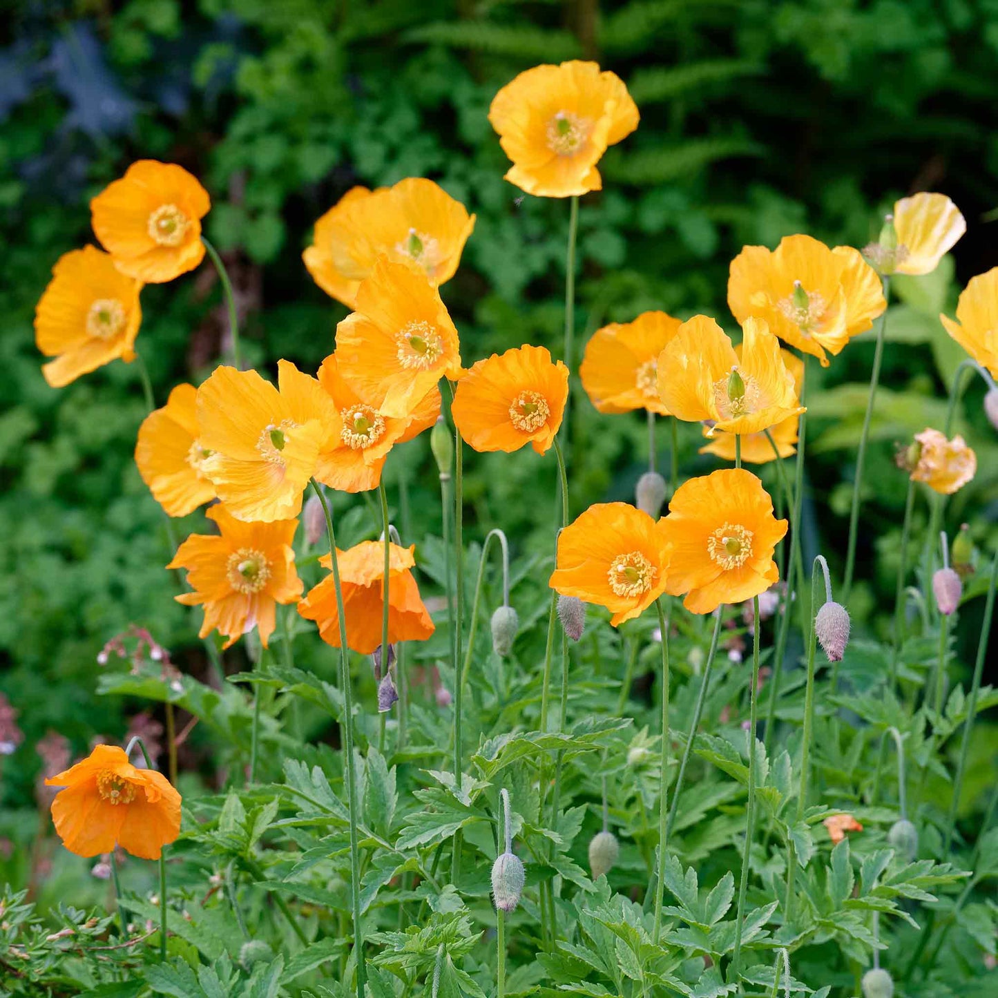 Single bright orange Poppy Moroccan Orange with dark center on a blurred background