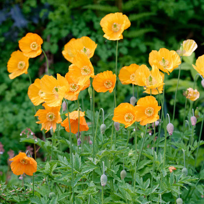 Single bright orange Poppy Moroccan Orange with dark center on a blurred background