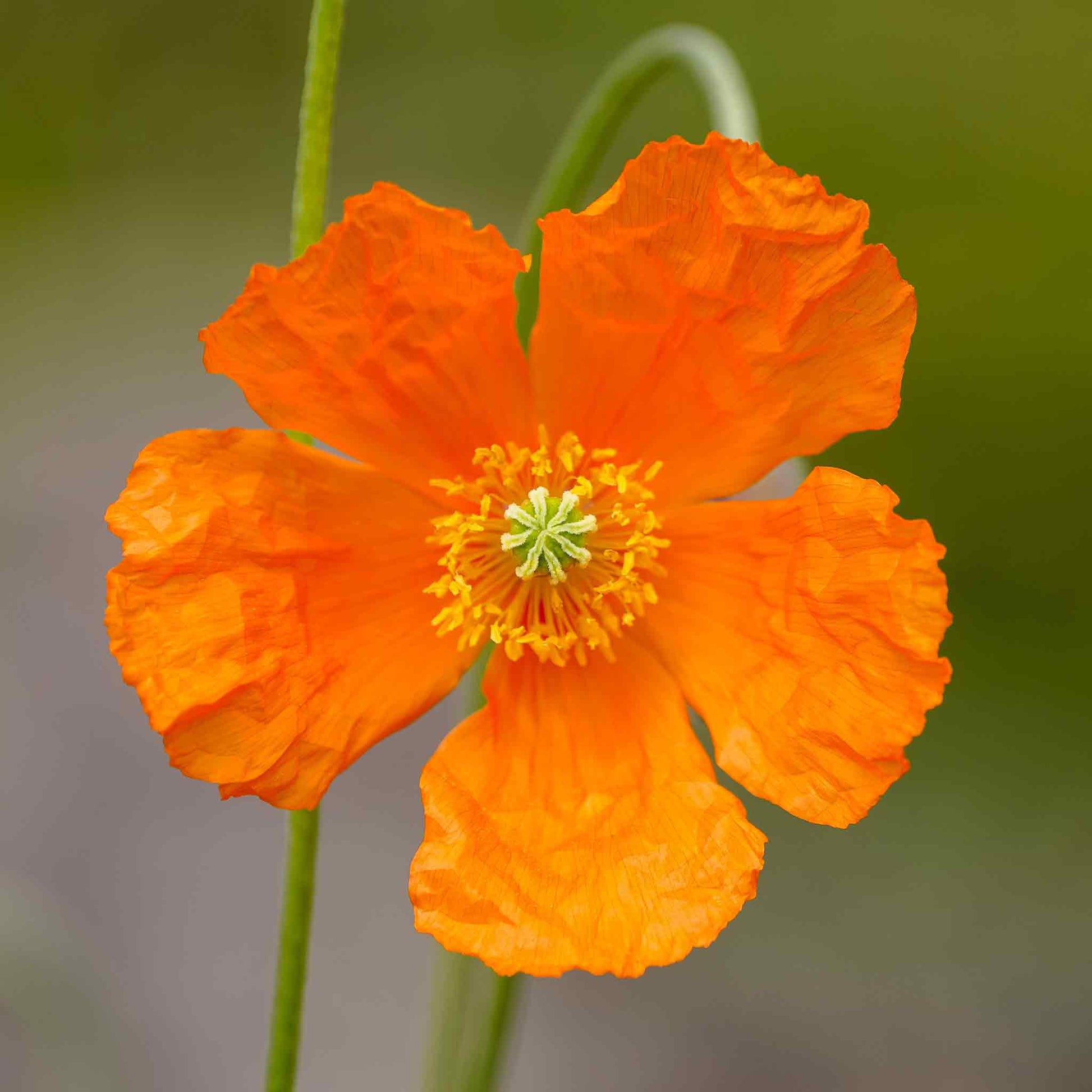 Orange Poppy Moroccan Orange single bloom on a blurred green background