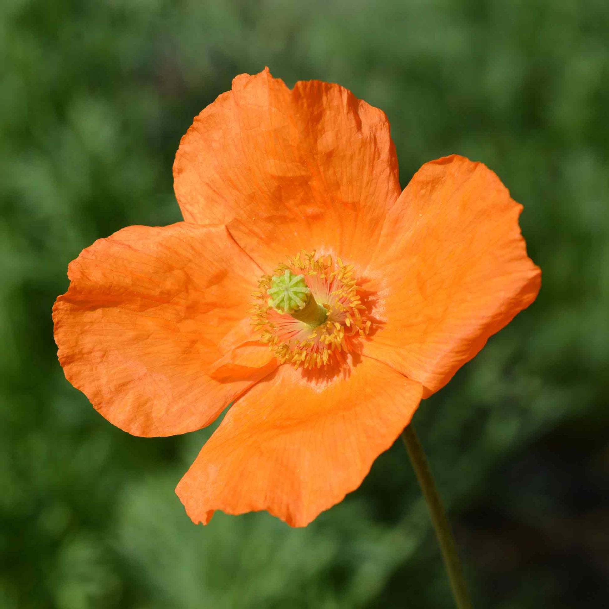 Orange Poppy Moroccan Orange single bloom on a blurred green background