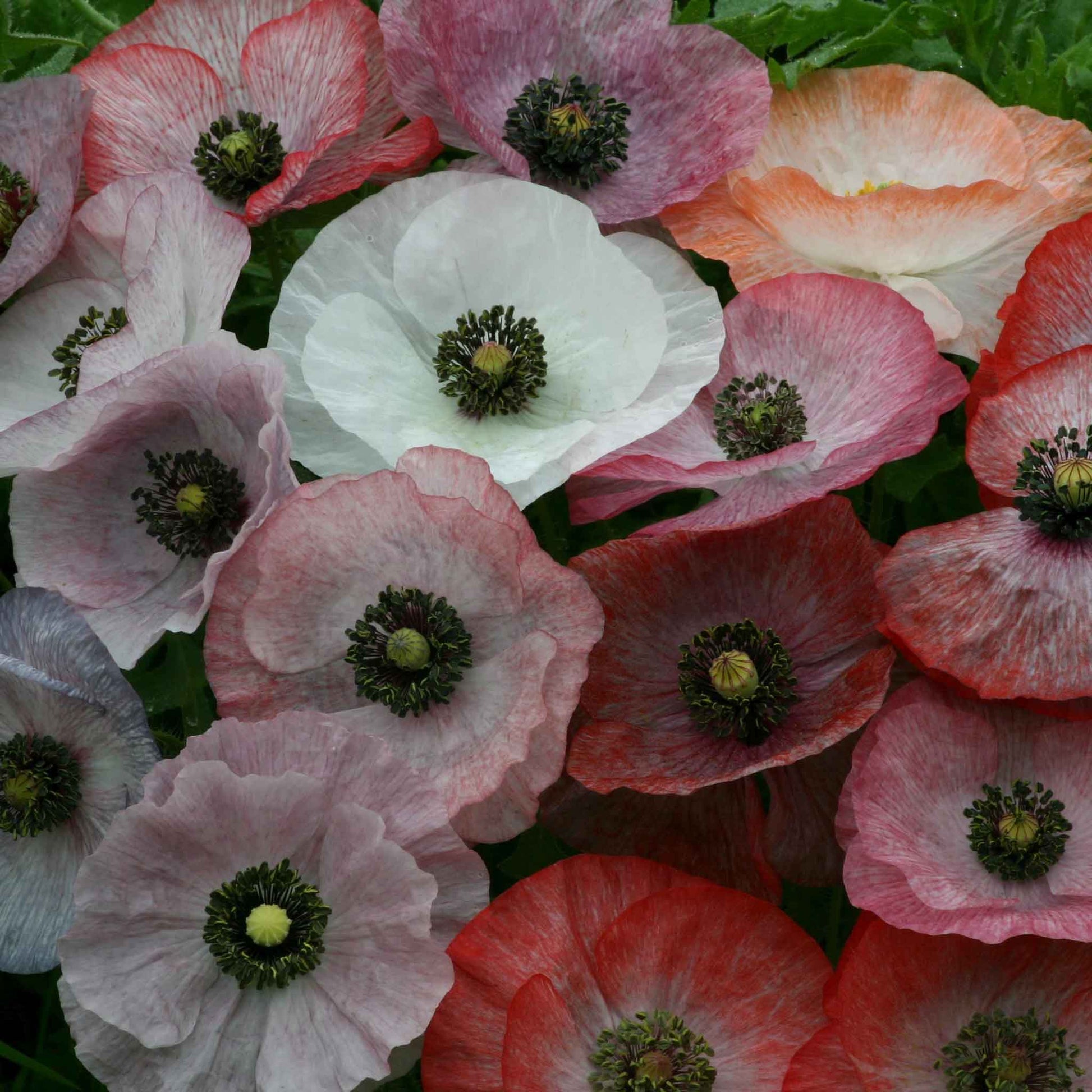 Grey and white Shirley Poppy Mother of Pearl with dark center on a blurred background