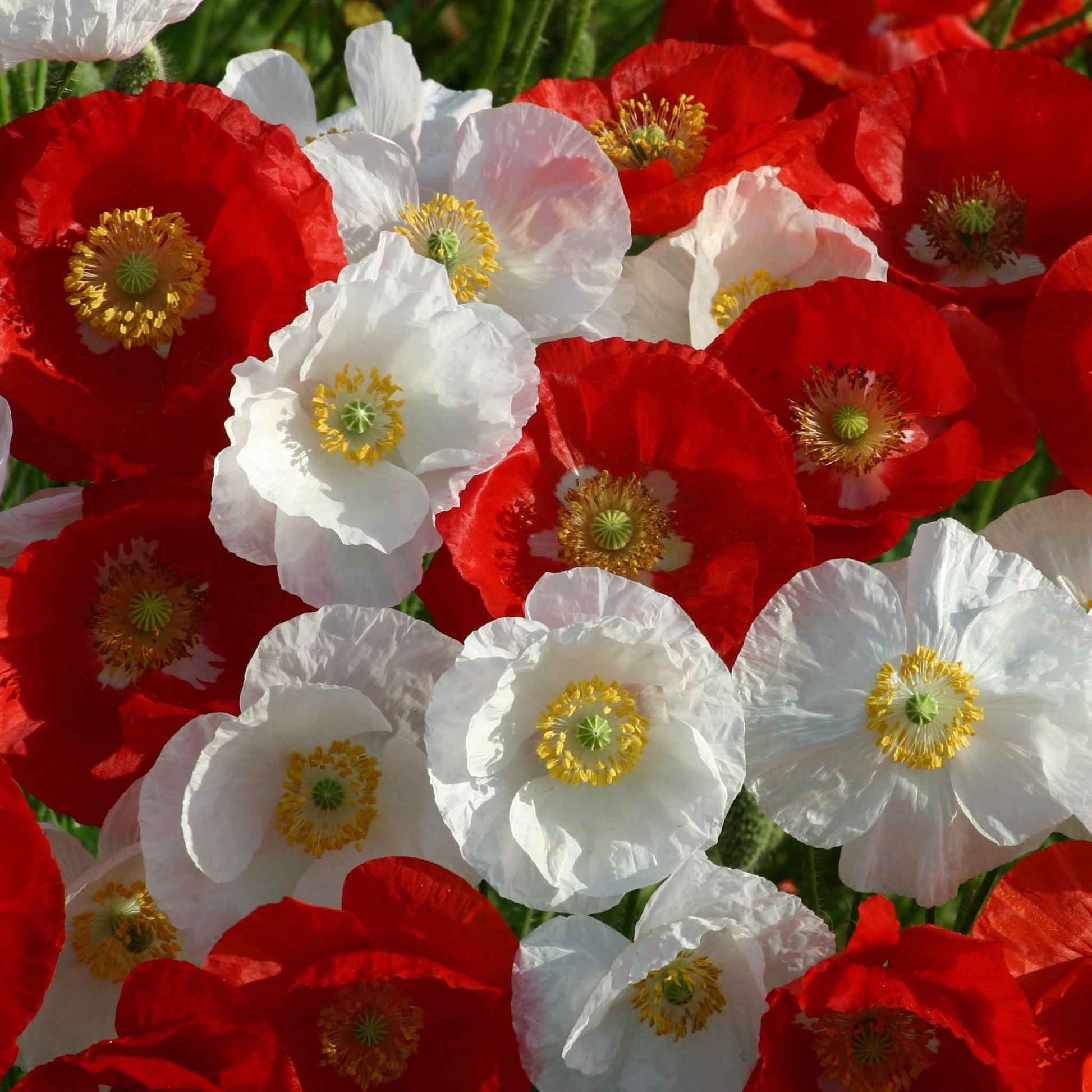 Red and white Poppy National Mix flowers on a blurred green background