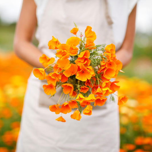 Bright Orange Poppy with delicate petals held by a woman against a blurred green background.