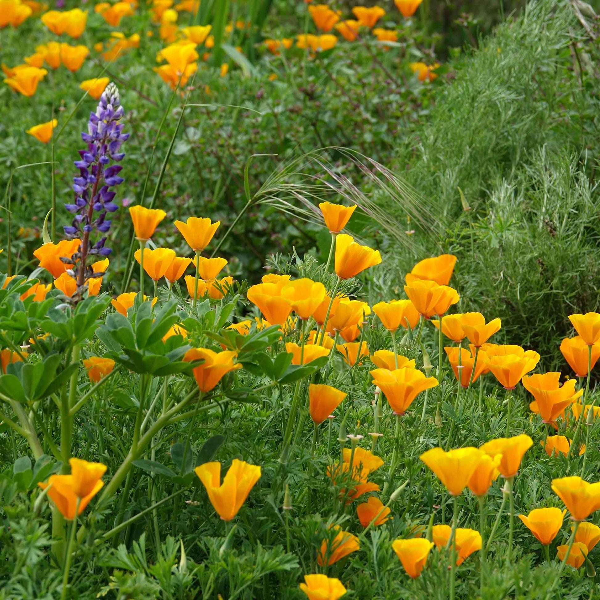 Orange Poppy with multiple petals and green stem on a blurred background.