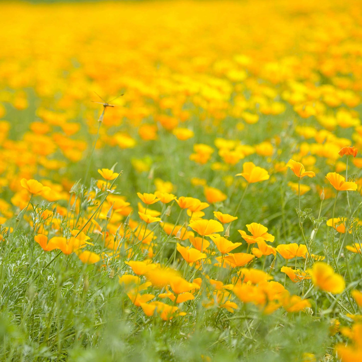 Bright Orange Poppy in a field with delicate petals and center in a close-up shot.
