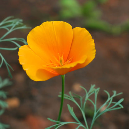 A close-up shot of an orange California Poppy flower, showcasing its petals and vibrant color.