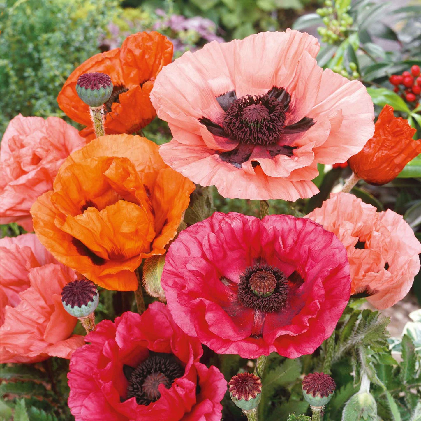 Mixed red, orange, and pink Oriental Poppy flowers against a blurred green background