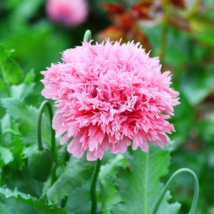 Pale pink Poppy Peony Pale Rose ruffled bloom against a soft green background