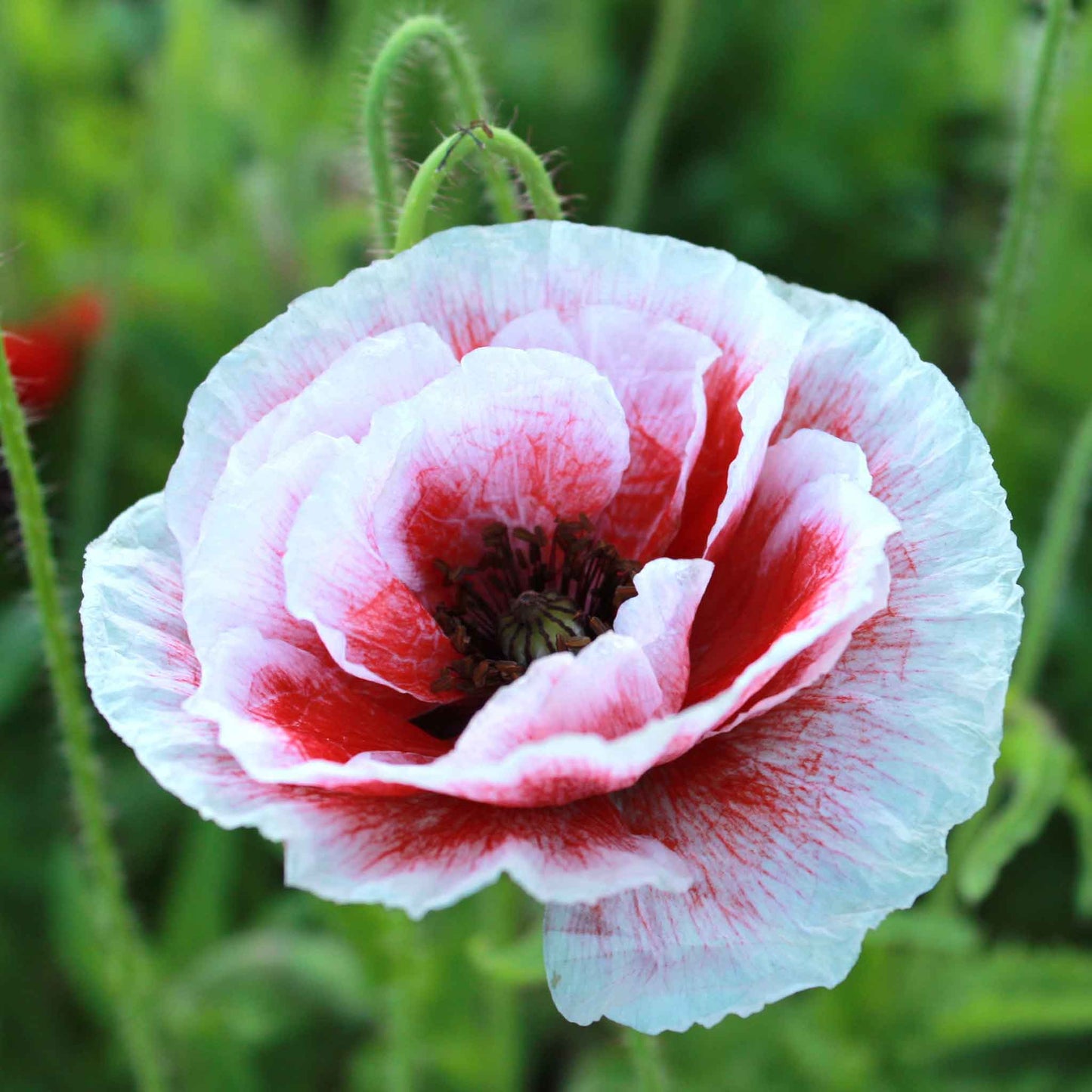 White and pink Poppy Pandora ruffled bloom on a blurred green background