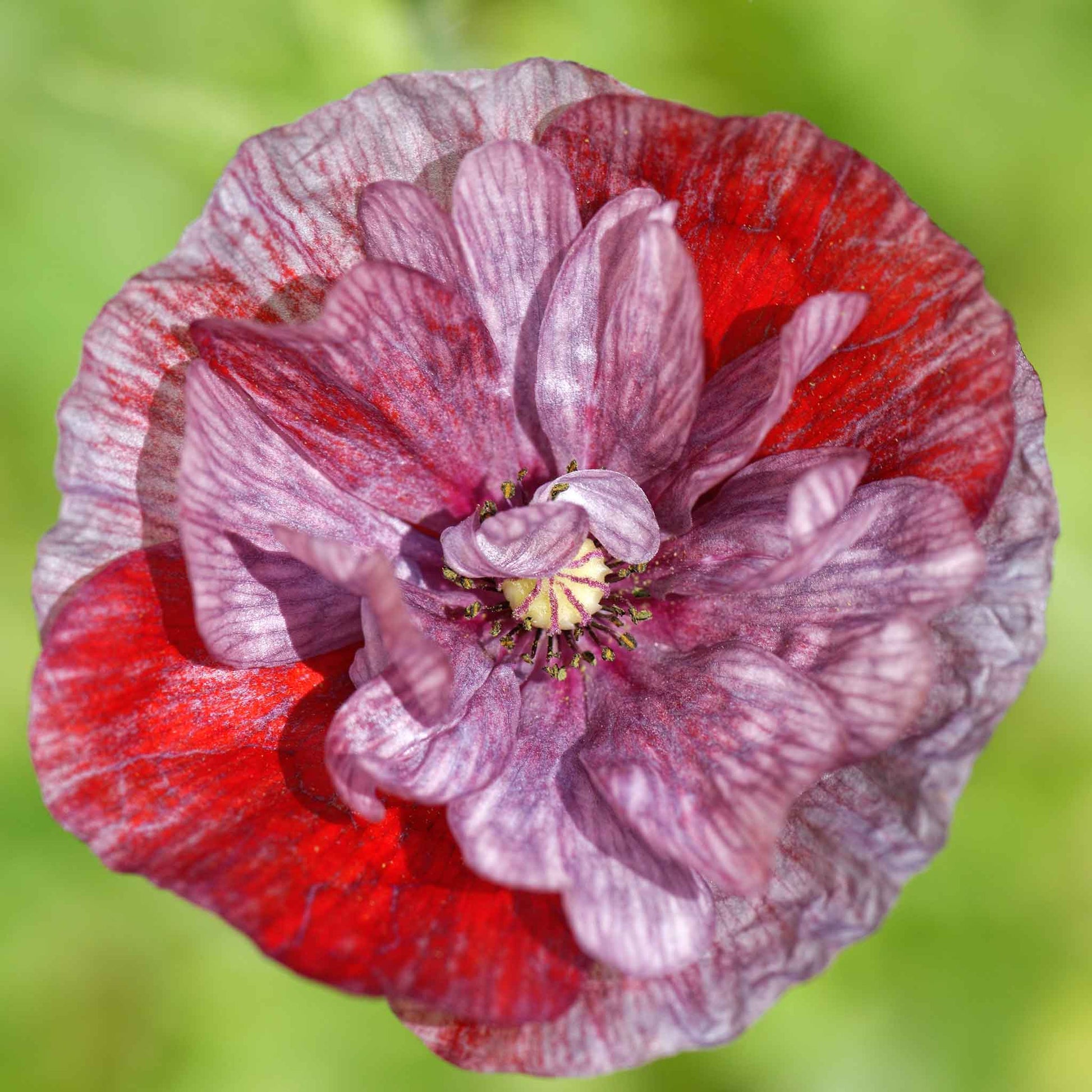 Pink and red Poppy Pandora flower with darker veins on a blurred green background