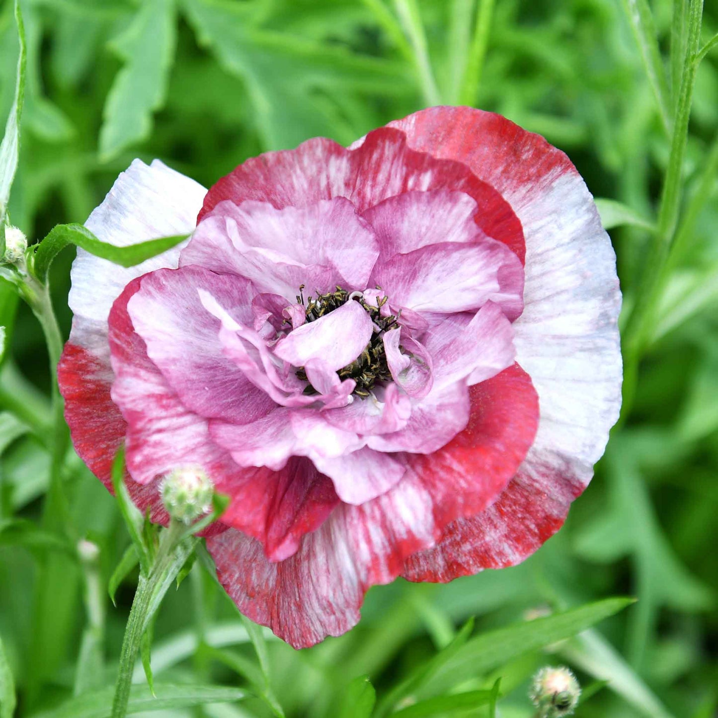 Pink Poppy Pandora ruffled bloom with dark center on a blurred green background