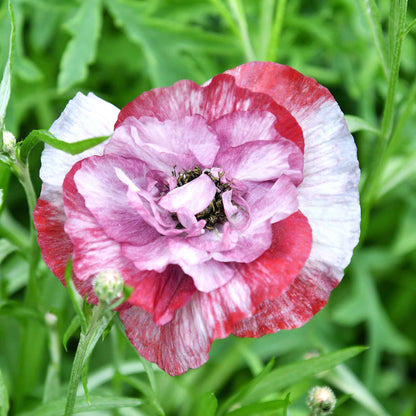 Pink Poppy Pandora ruffled bloom with dark center on a blurred green background