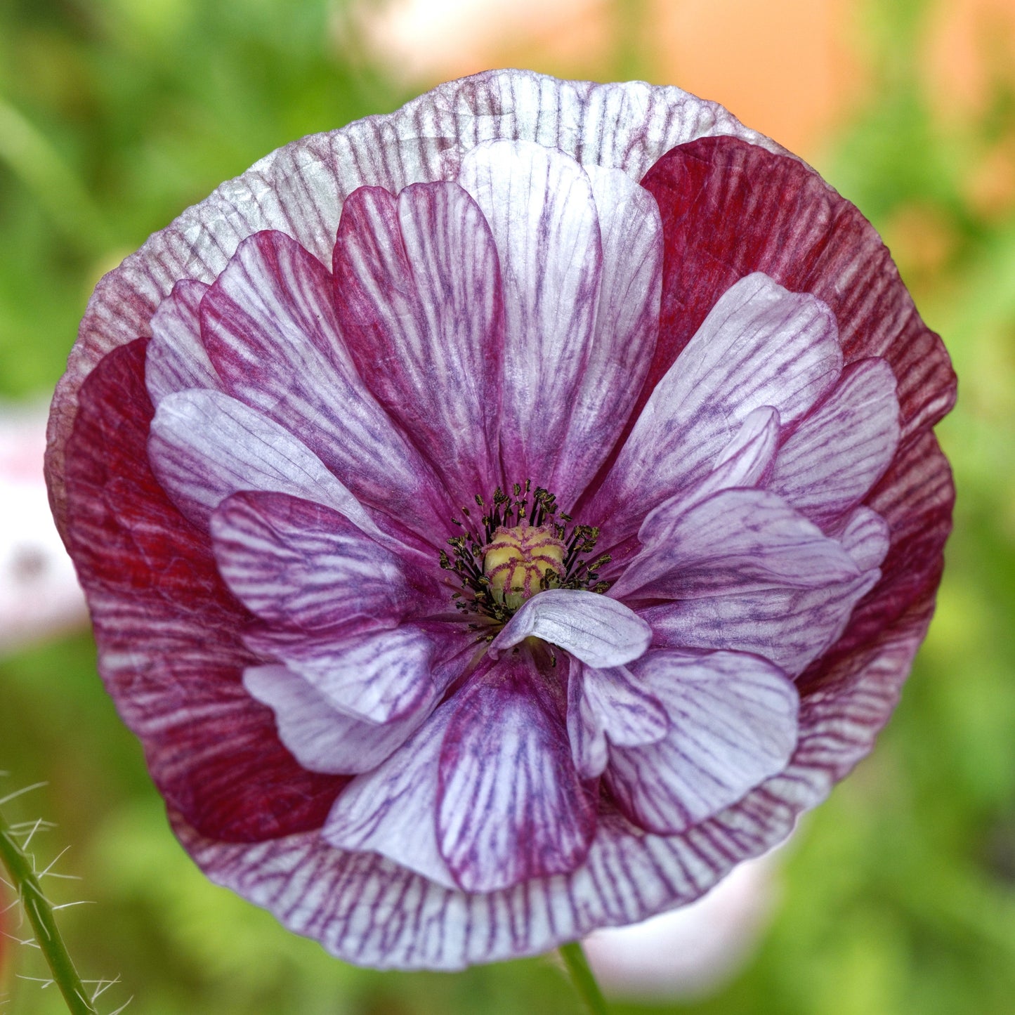 Purple and white Poppy Pandora frilly bloom on a plain white background