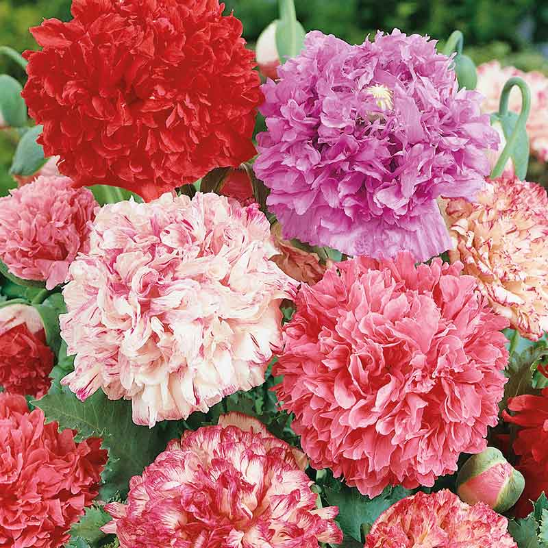 Mixed pink, red, and white Poppy Peony Double Mix flowers on a blurred background