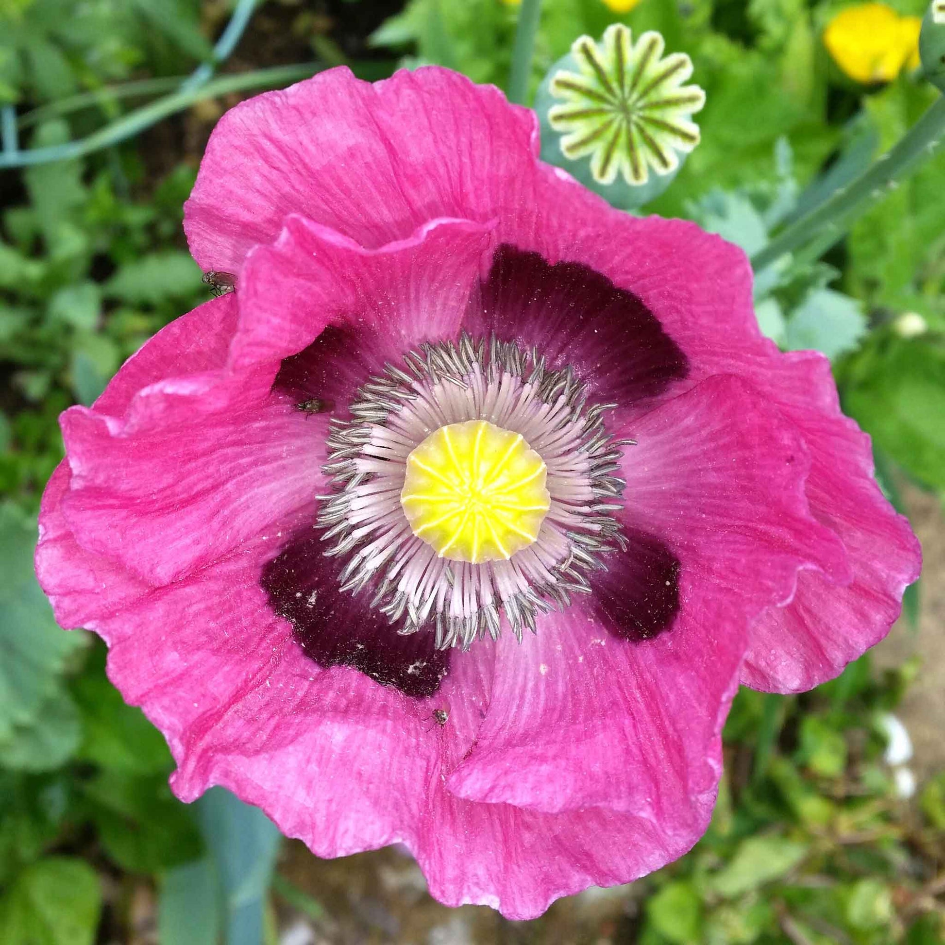 Bright pink Pepperbox Poppy flower with yellow center on a blurred green background