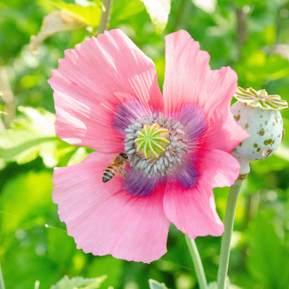 Pink Pepperbox Poppy single bloom with green seed pod on a blurred green background