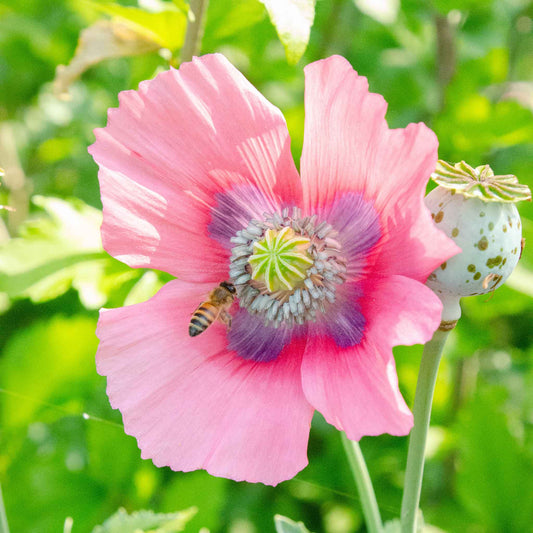 Pink Pepperbox Poppy single bloom with green seed pod on a blurred green background