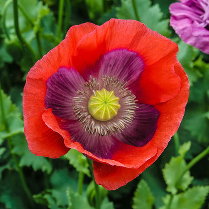 Red and pink Pepperbox Poppy cluster of blooms on a blurred green background