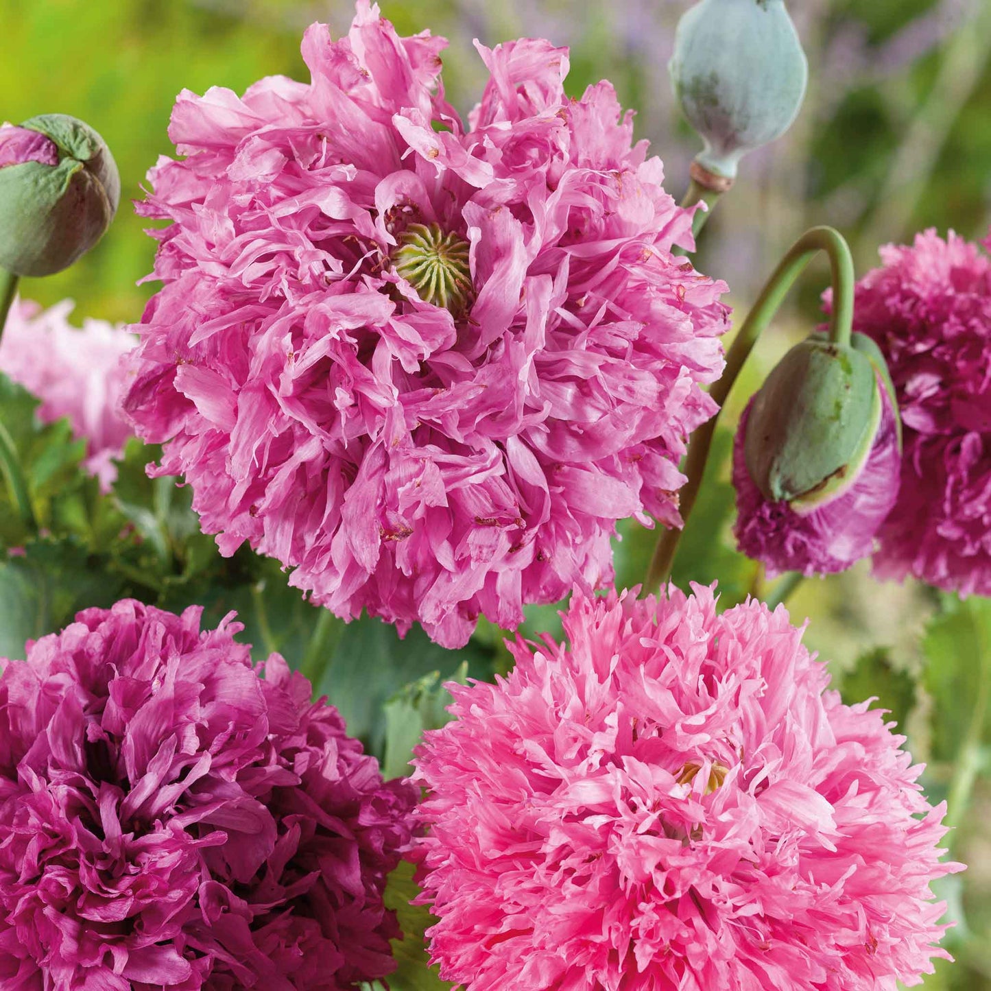 Pink and purple Poppy Pink Pompon Mix fluffy blooms on a blurred green background