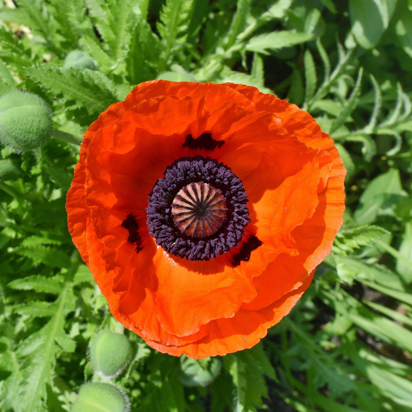 Orange Oriental Poppy Prince of Orange with dark center on a bright green background