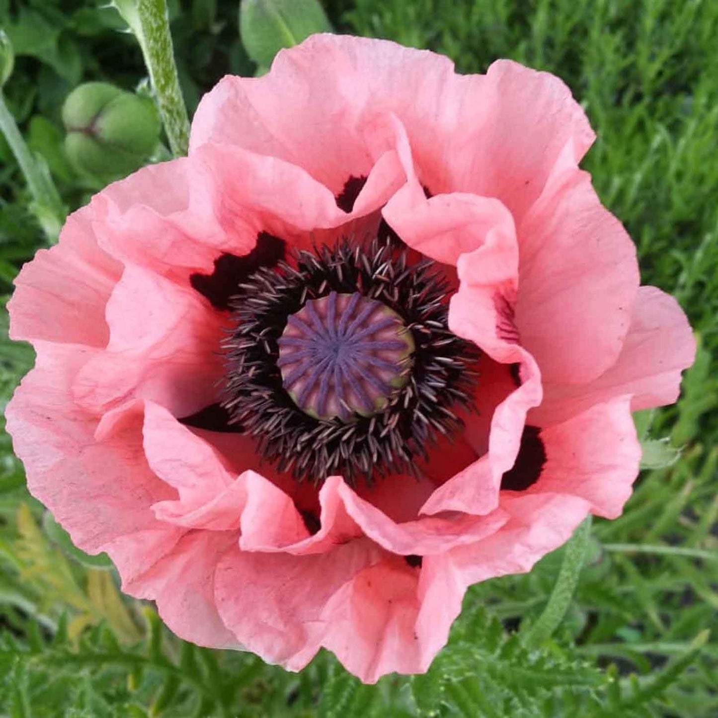 Pink Oriental Poppy Princess Victoria Louise with dark center in a garden background