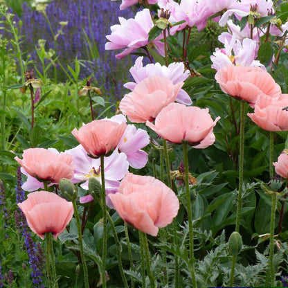 Pale pink Oriental Poppy Princess Victoria Louise blooms on a blurred garden background
