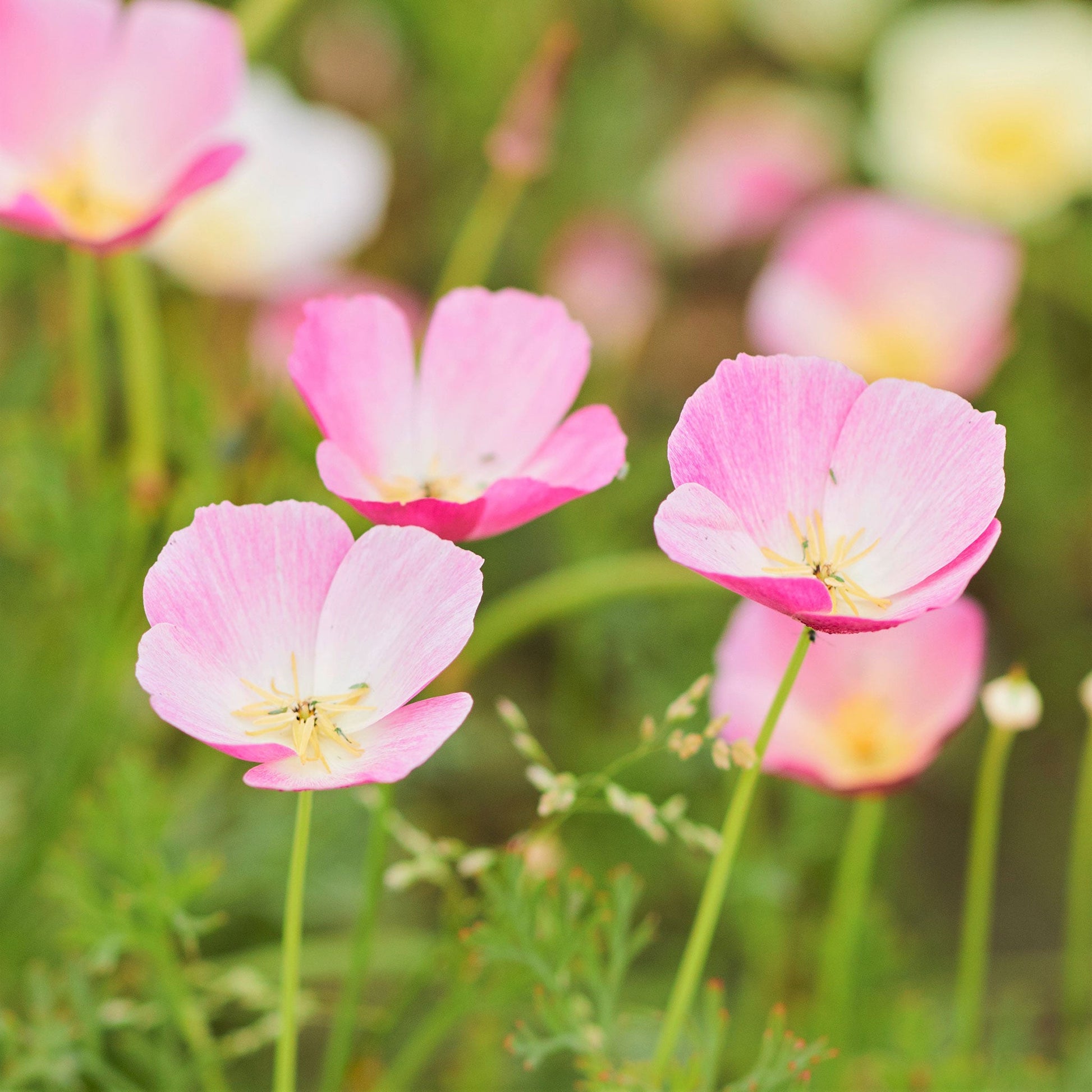 Purple Gleam Poppy with delicate ruffled petals on a soft-focus background