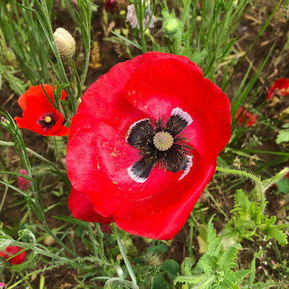 Single red Corn Poppy with dark center against a blurred green field background