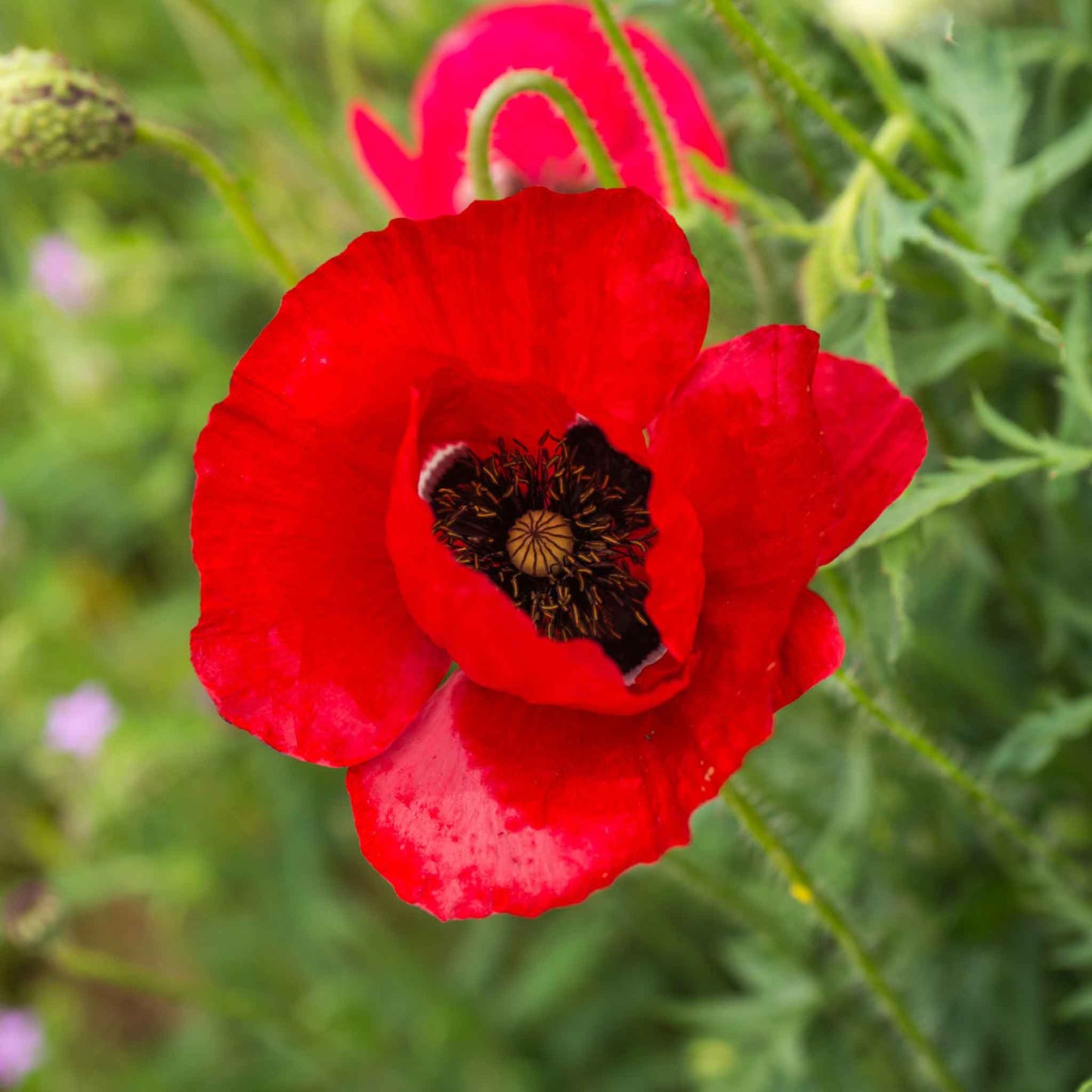 Single red Corn Poppy with dark center against a blurred green garden background