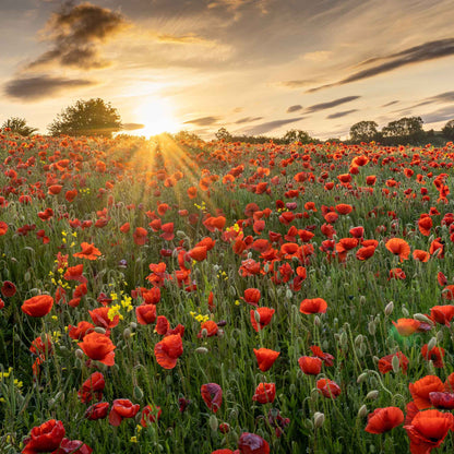 Red Corn Poppy field in full bloom with a warm sunny sky in the background