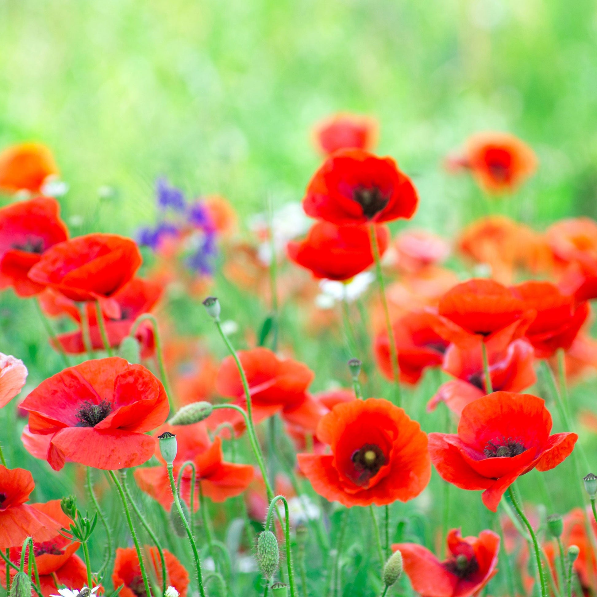 Red Corn Poppy field with green and red blooms under a bright blue sky background