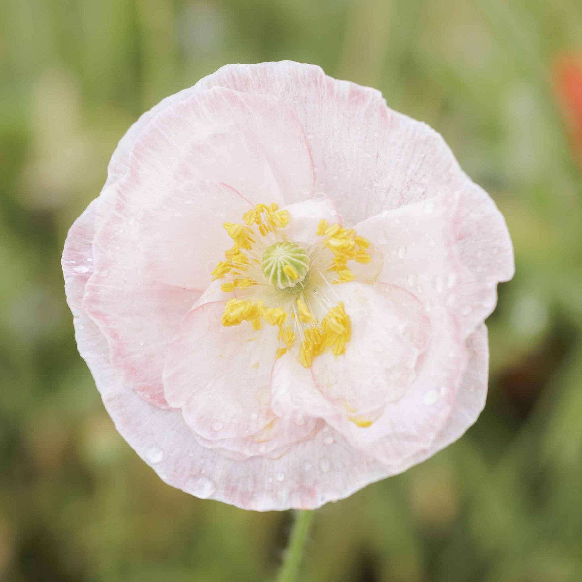 White Shirley Poppy Falling in Love bloom in a pink and green garden background