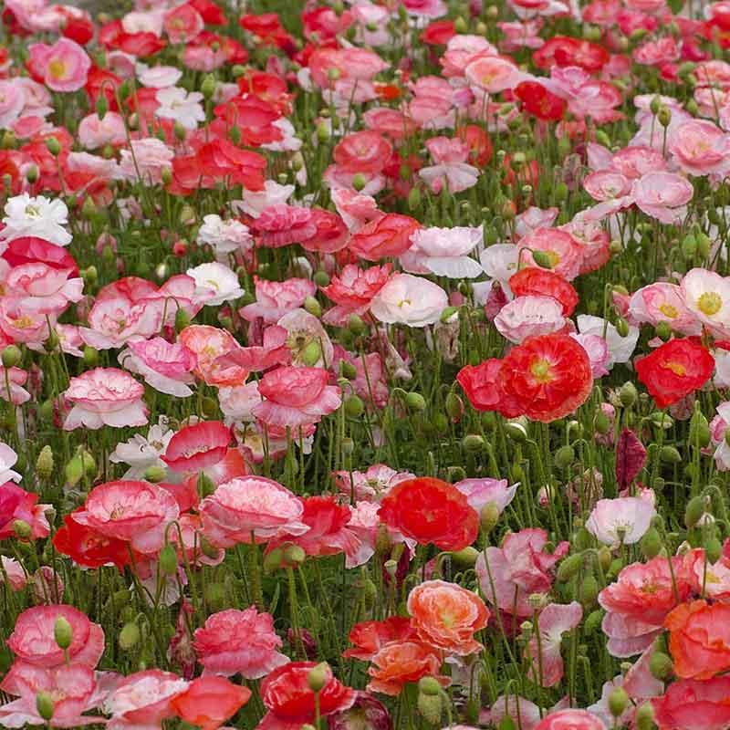 Pink and coral Shirley Poppy Falling in Love flowers in a wide green garden background