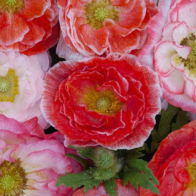 Pink and red Shirley Poppy Falling in Love ruffled bloom on a blurred green background